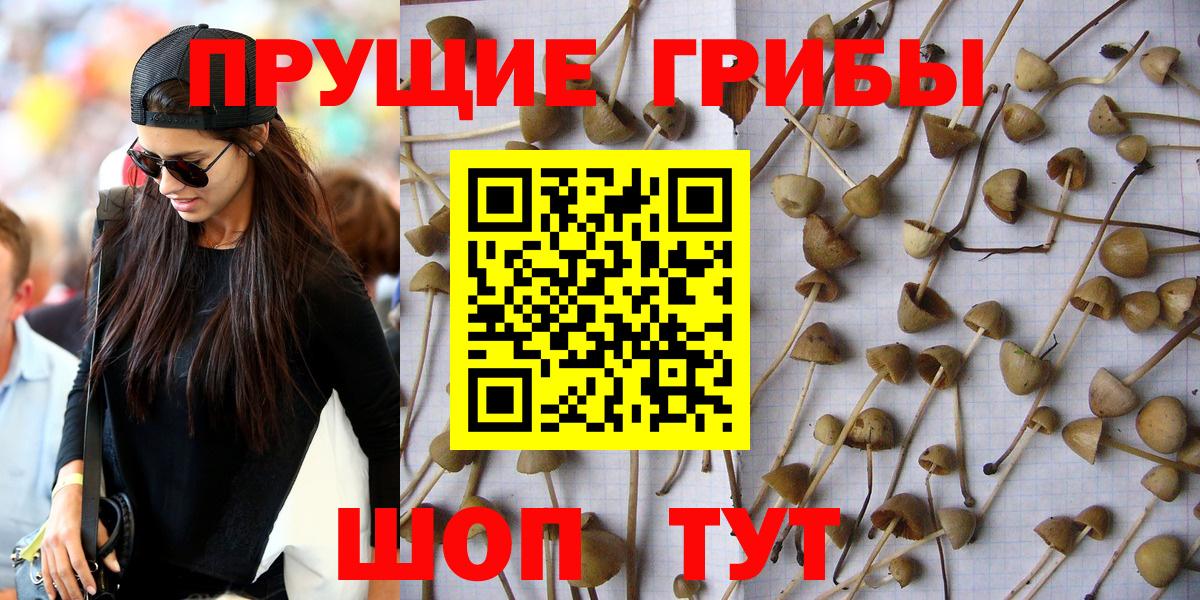 Галлюциногенные грибы Psilocybine cubensis Кувандык